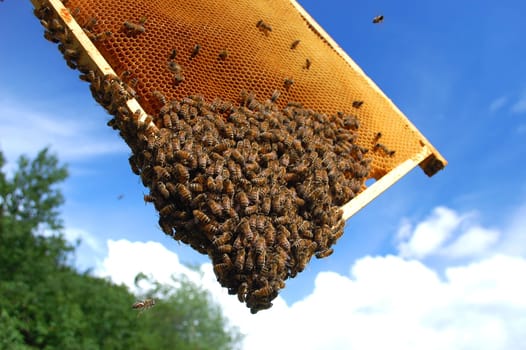 bees on honeycomb