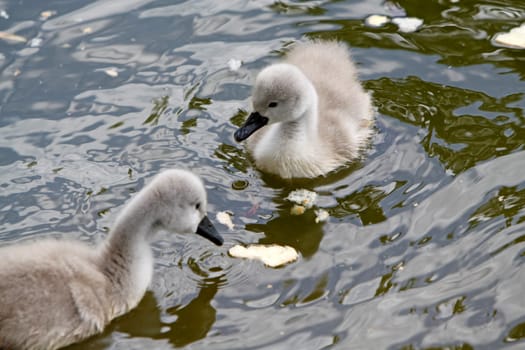 Mute Swan Chick