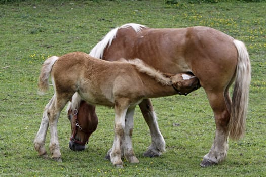 Jutland Coldblood Horse