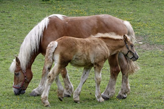 Jutland Coldblood Horse