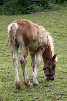 Jutland Coldblood Horse