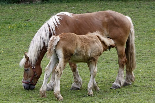 Jutland Coldblood Horse