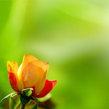 rose for adv or others purpose use