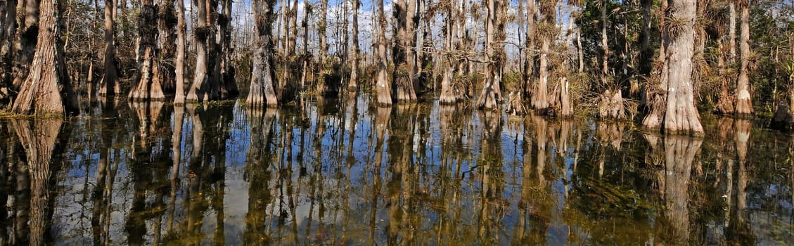 Swamp landscape