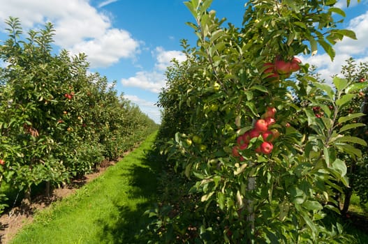 red and green apples in an orchard