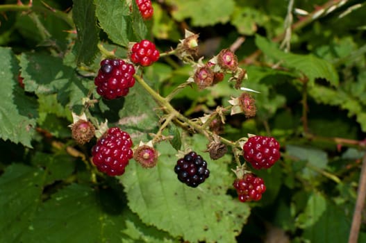 unripe blackberries on a branch