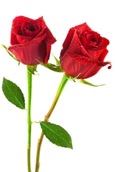 Red rose,a popular flower against a white background