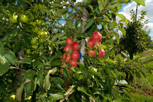 red and green apples in an orchard
