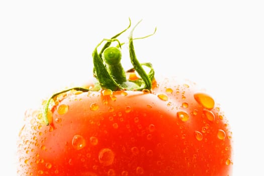 Tomato