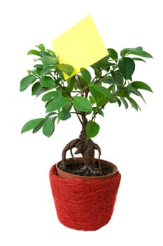 Small Tree with a blank paper