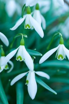 Snowdrop