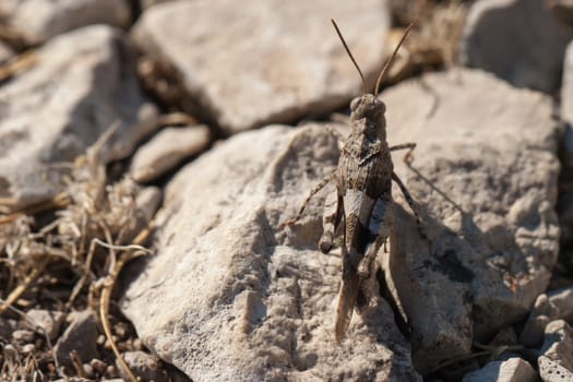 Brown locust close up full body side view (Oedipoda carulescens)