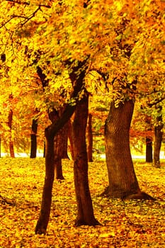 Beautyfoul colors of autumn landscape in the forest