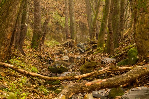 brook in the middle of the forest