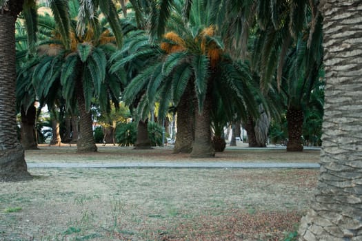 par with beautiful palm trees