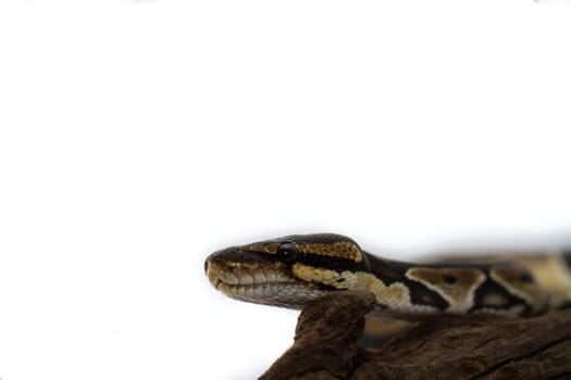 Ball Python close up (Python Regius)