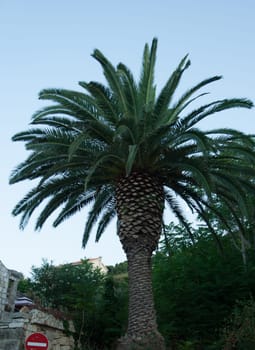 one large date-palm in the city