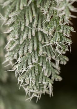 white hoarfrost crystal on green thuja twig