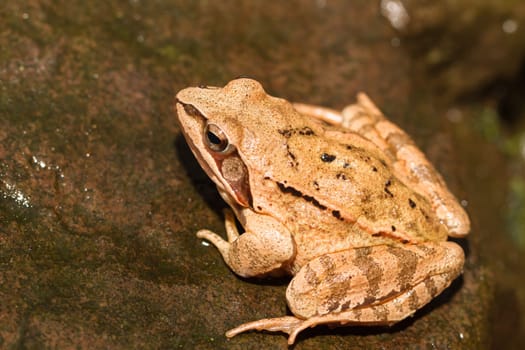 Close-up from a yellow frog