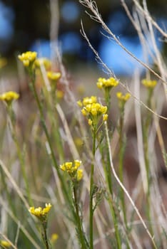 meadow of wild flowers with yellow blossoms