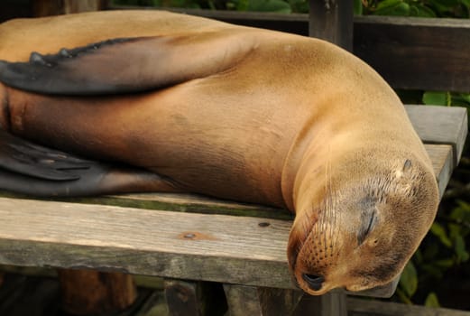 Sea lion dreaming