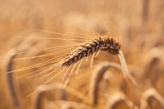 Mature wheat ready for harvest in the early summer
