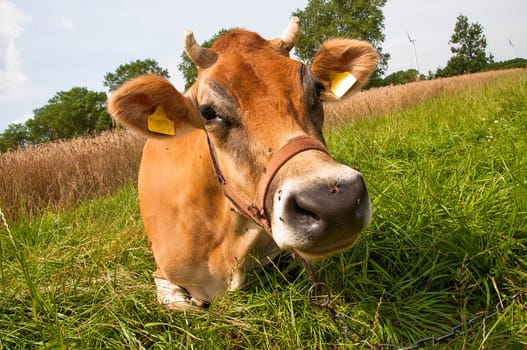 Jersey cow on the meadow