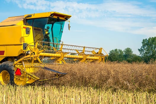 An image of combine harvesting rape