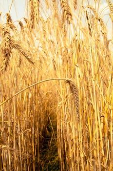 Mature wheat ready for harvest in the early summer