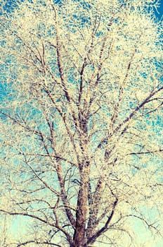 An image of tree covered by a snow in winter time