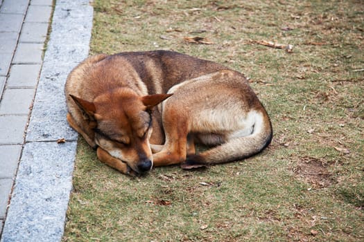Stray dog lying by the sidewwalk.
