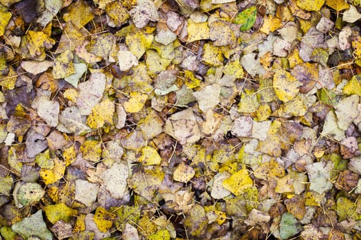 Poplar leaves covering the ground making a leaves background