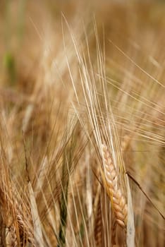 agricultural yellow barley field with many barley plants