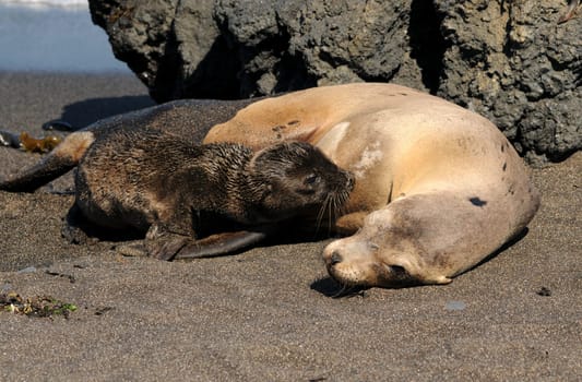 In Galapagos...