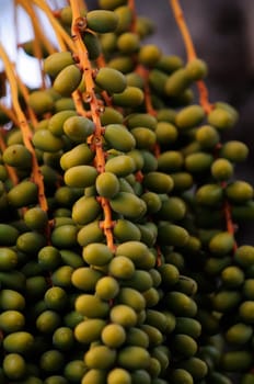 date palm