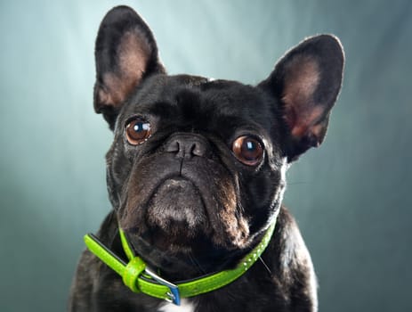 French Bulldog