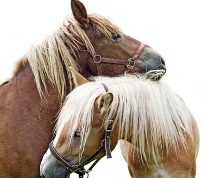 two horses in love