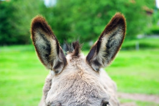 Dog-ears