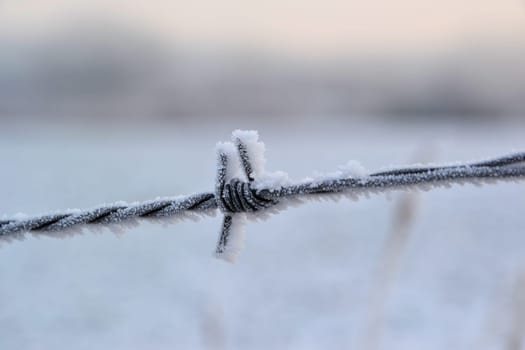 Barbed wire in winter