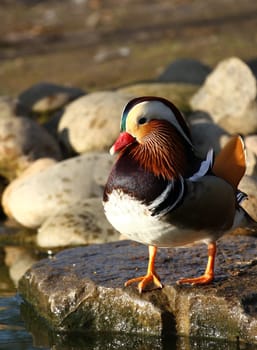 Mandarin duck