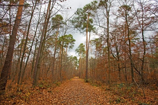 abandoned alley in the forest on autumn
