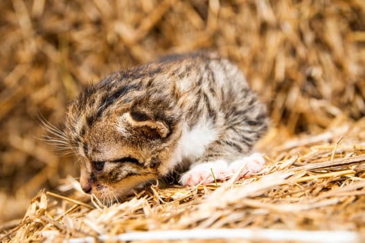 An image of young cats in the barn lying on the straw