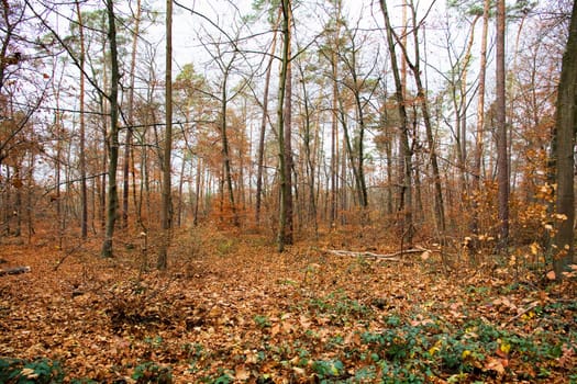 abandoned alley in the forest on autumn