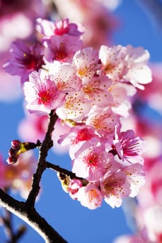 Cherry blossoms in full bloom