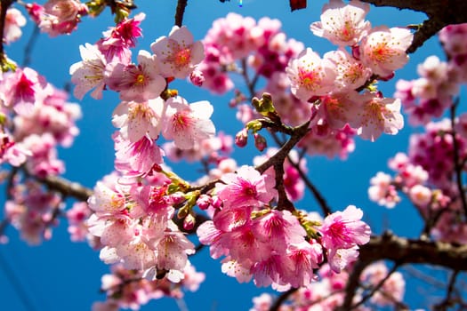 Cherry blossoms in full bloom