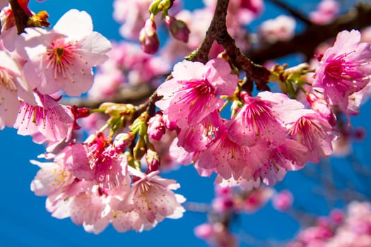 Cherry blossoms in full bloom