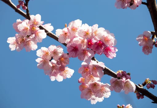 Cherry blossoms in full bloom