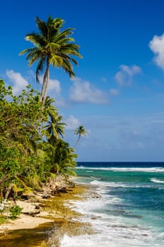 Caribbean coastline with blue water and palm trees of San Andres y Providencia, Colombia