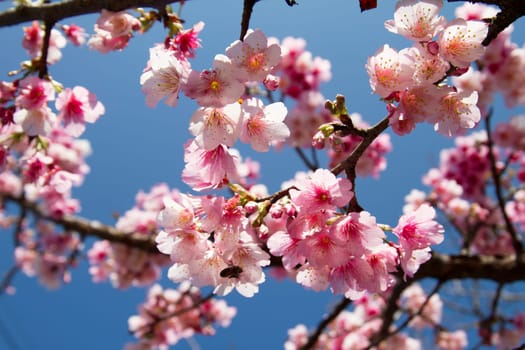 Cherry blossoms in full bloom