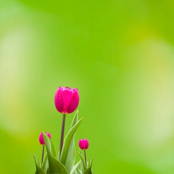 Beautiful spring flowers for adv or others purpose use